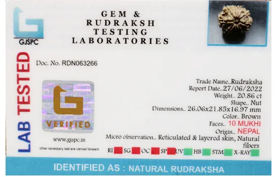 10 Mukhi Rudraksha (4.172g) view 2