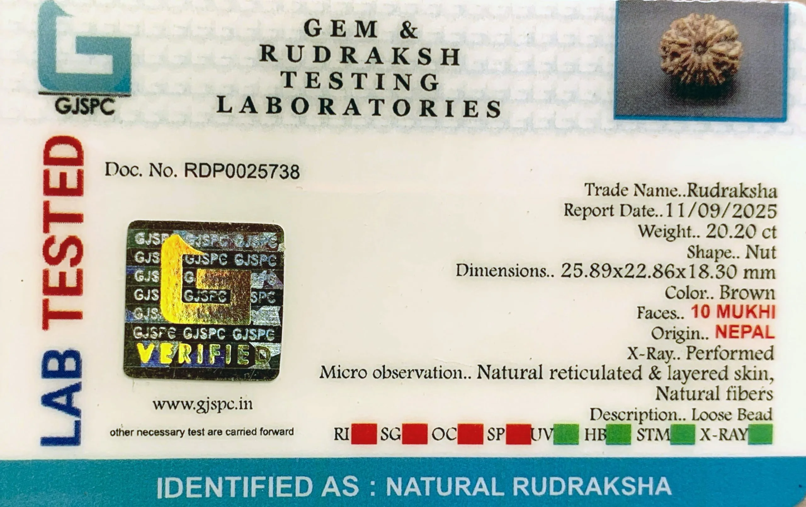 10 Mukhi Rudraksha (4.040g) view 2