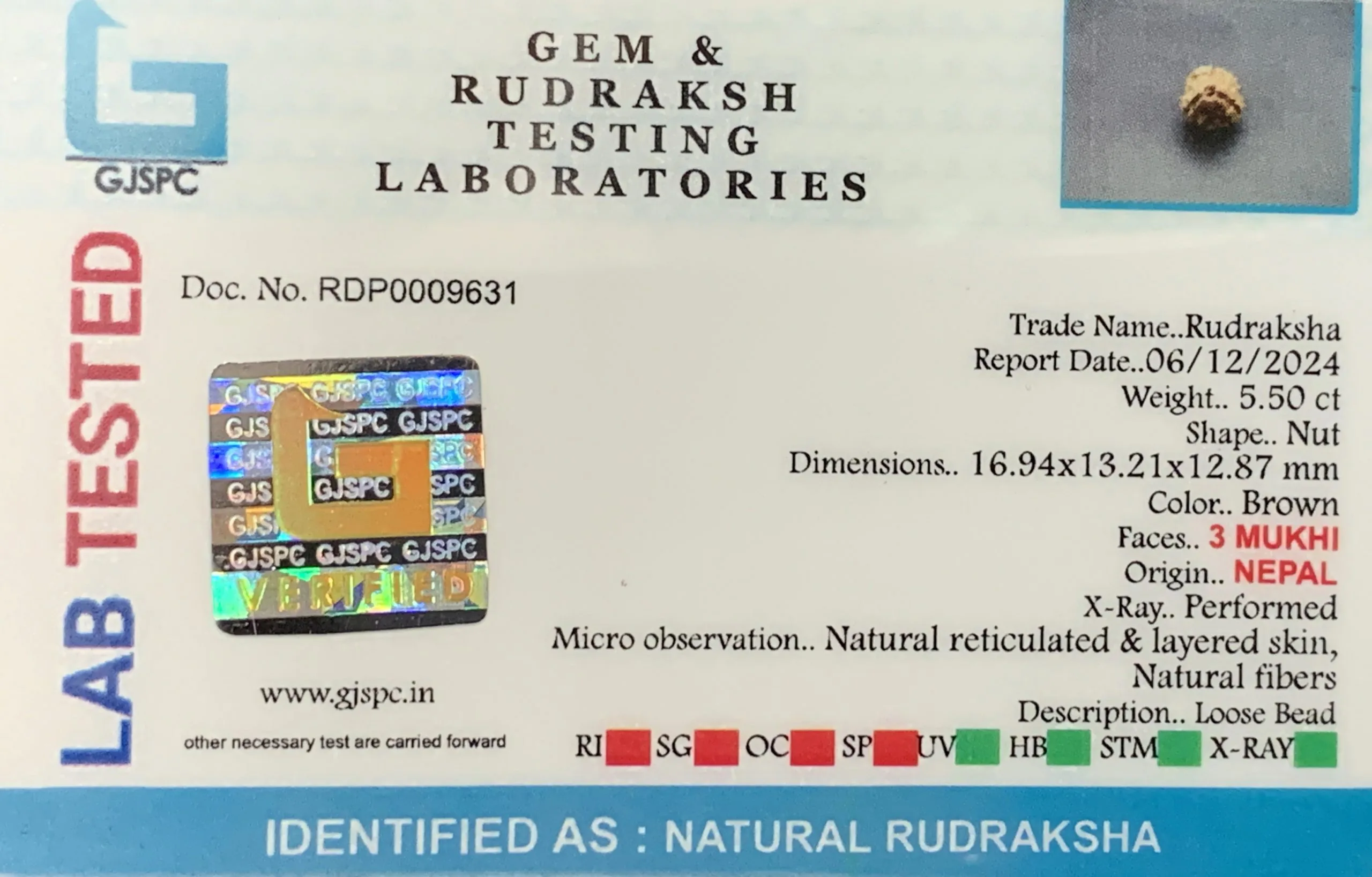 3 MUKHI Rudraksha (1.100g) view 2