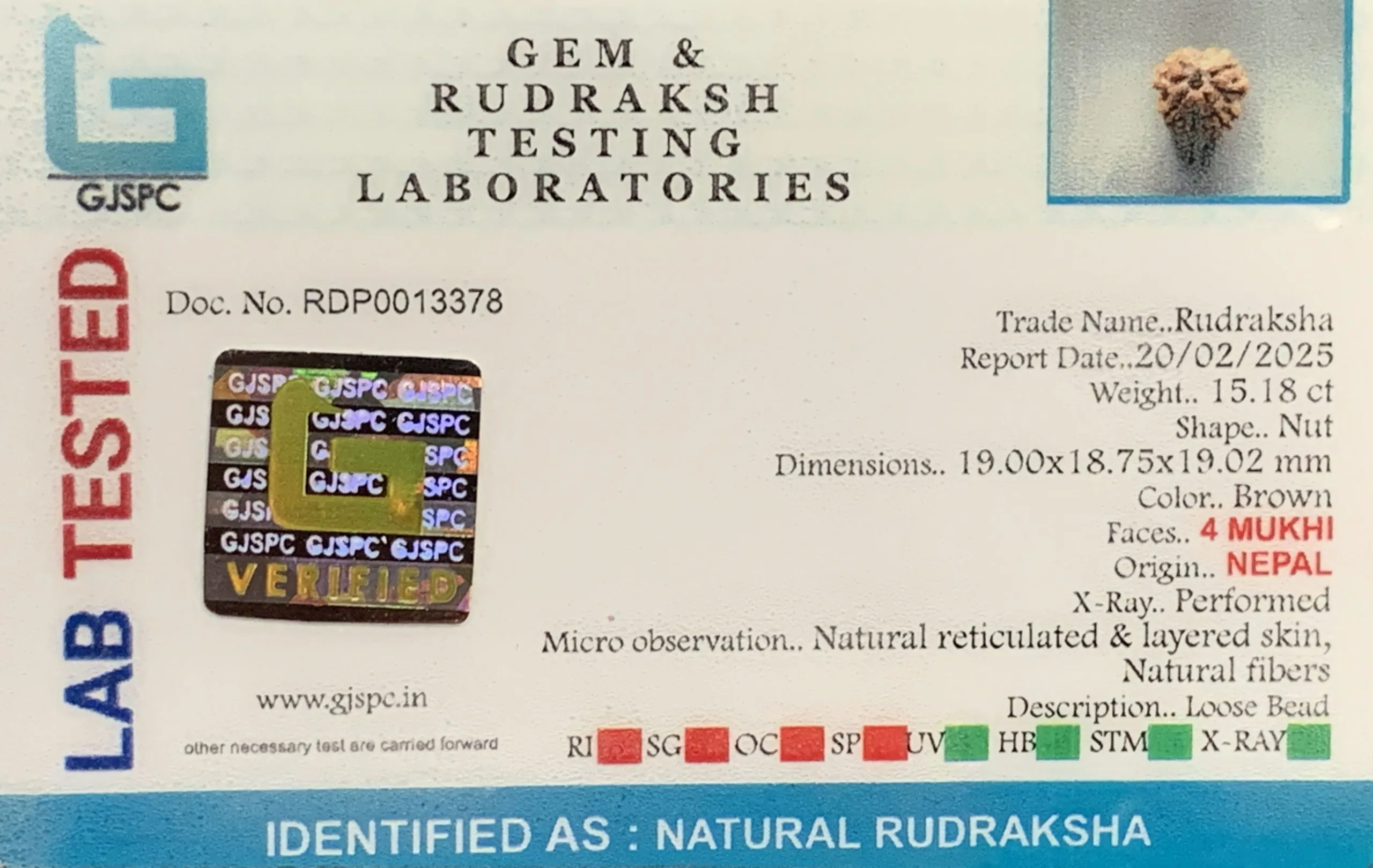 4 Mukhi Rudraksha (3.036g) view 2