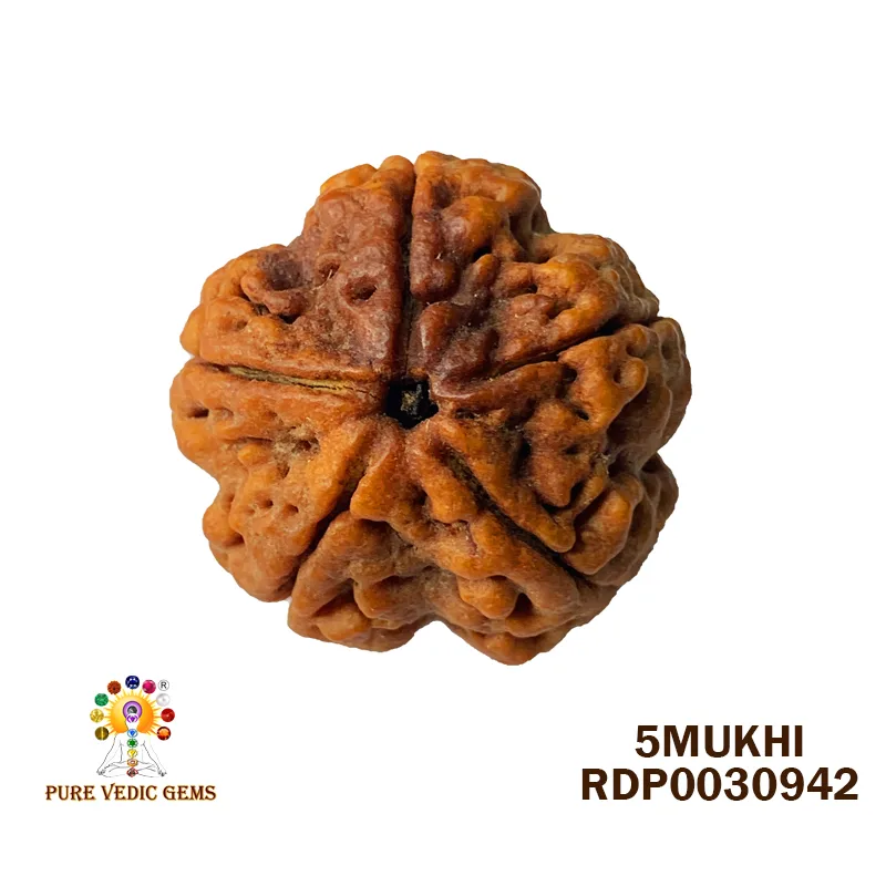 5 Mukhi Rudraksha (6.170g)