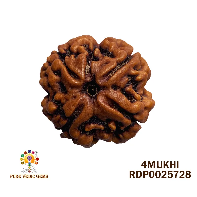 4 Mukhi Rudraksha (6.052g)