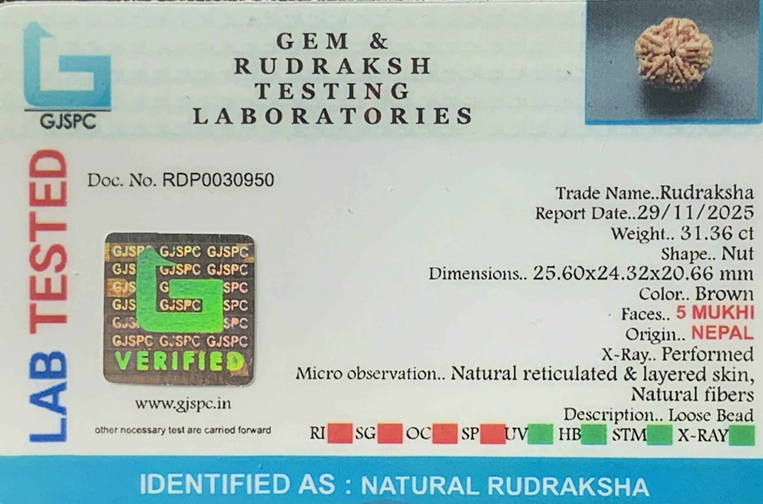5 Mukhi Rudraksha (6.272g) view 2