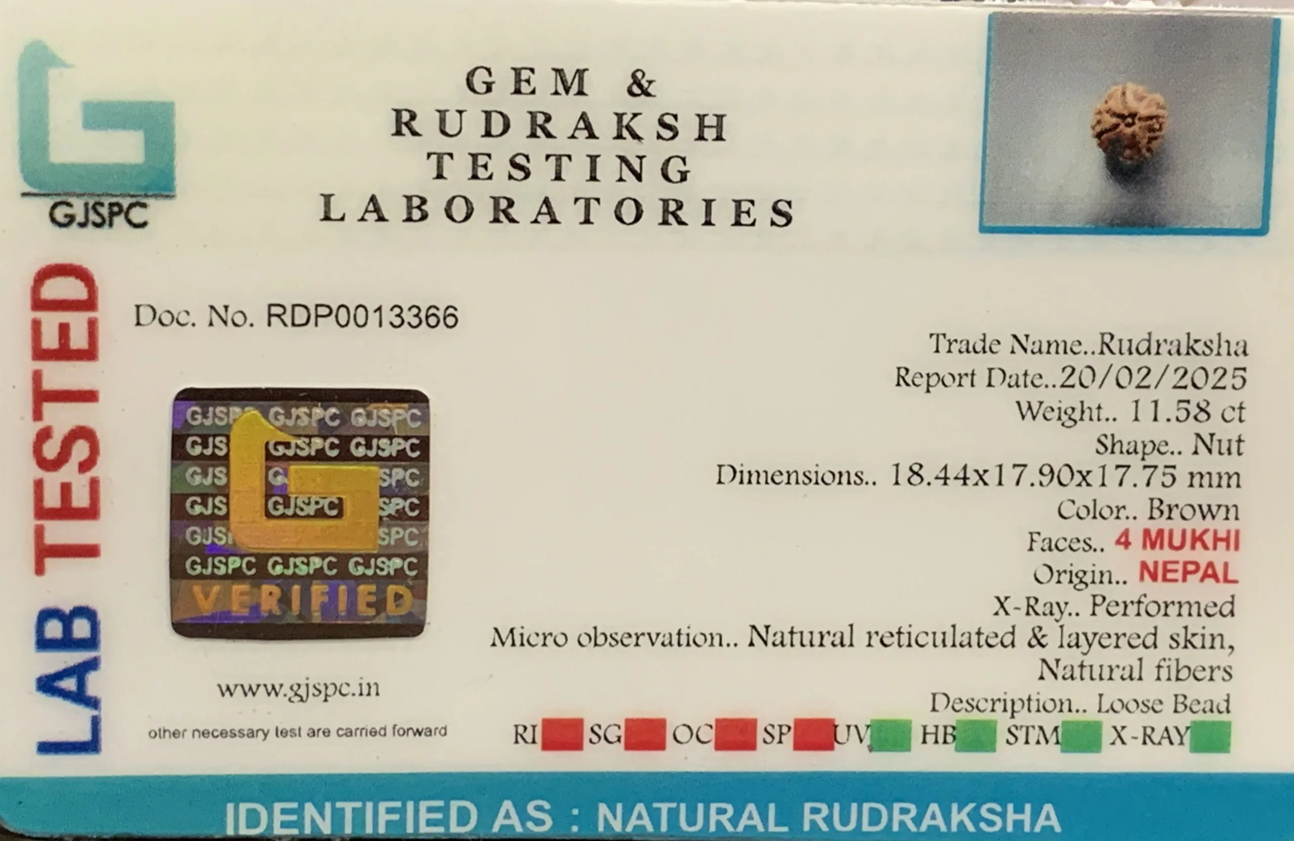 4 Mukhi Rudraksha (2.370g) view 2
