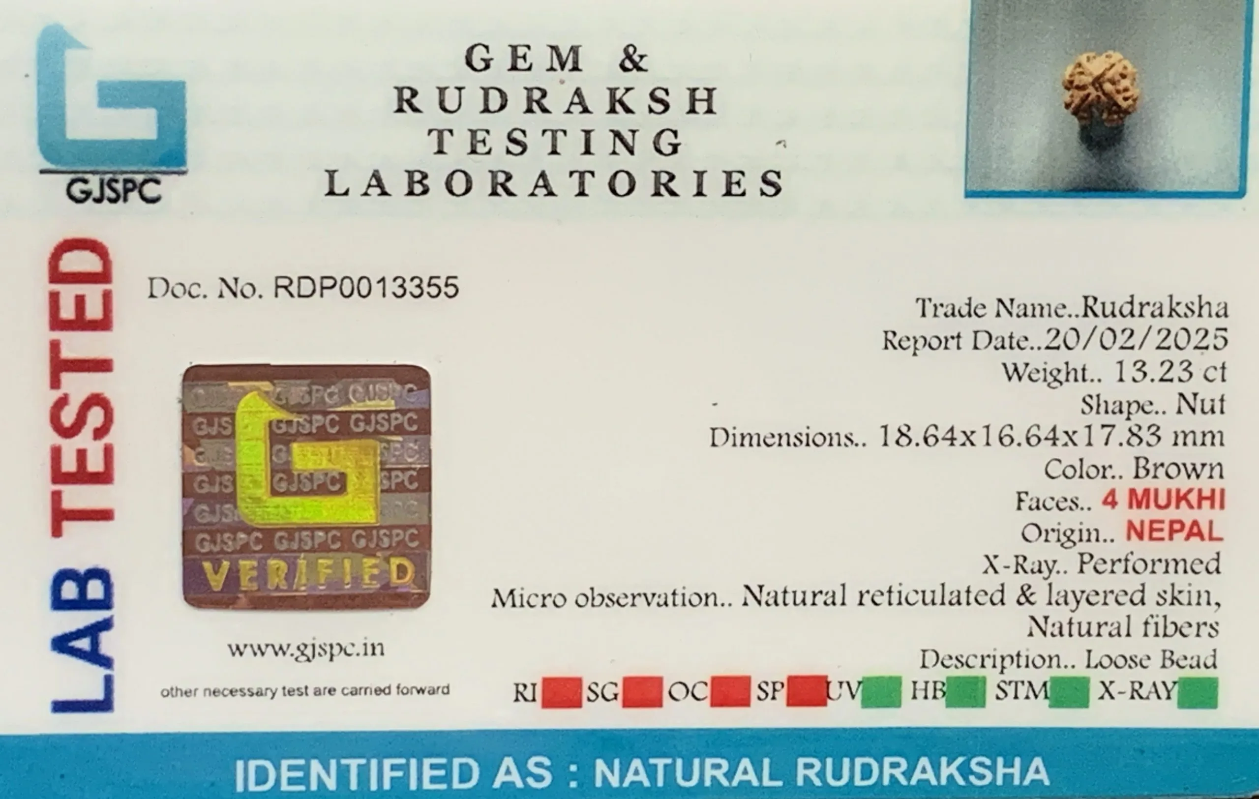 4 Mukhi Rudraksha (2.646g) view 2