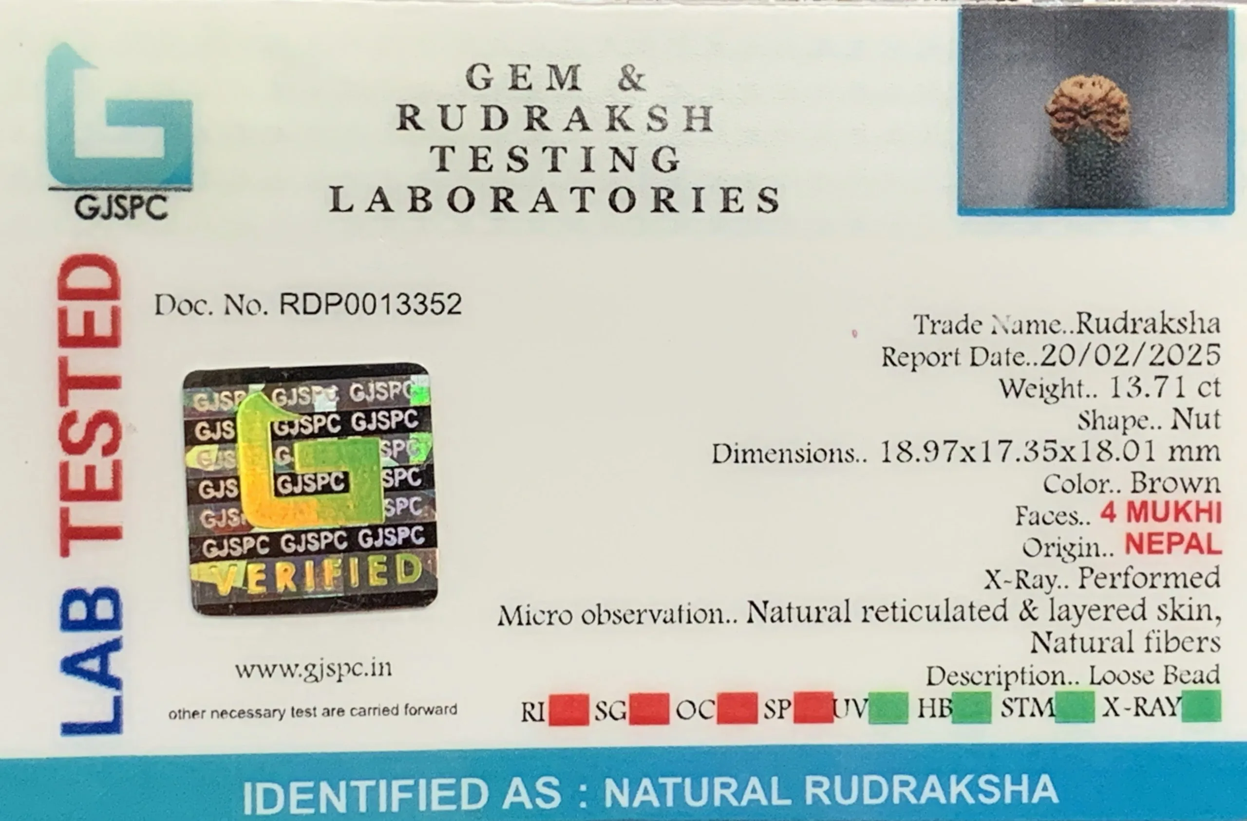 4 Mukhi Rudraksha (2.742g) view 2