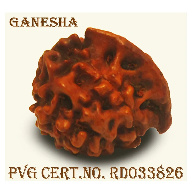 Ganesh Rudraksha (1.710g)