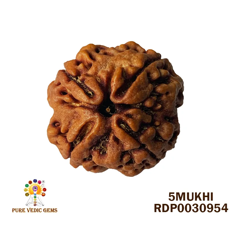 4 Mukhi Rudraksha (5.834g)
