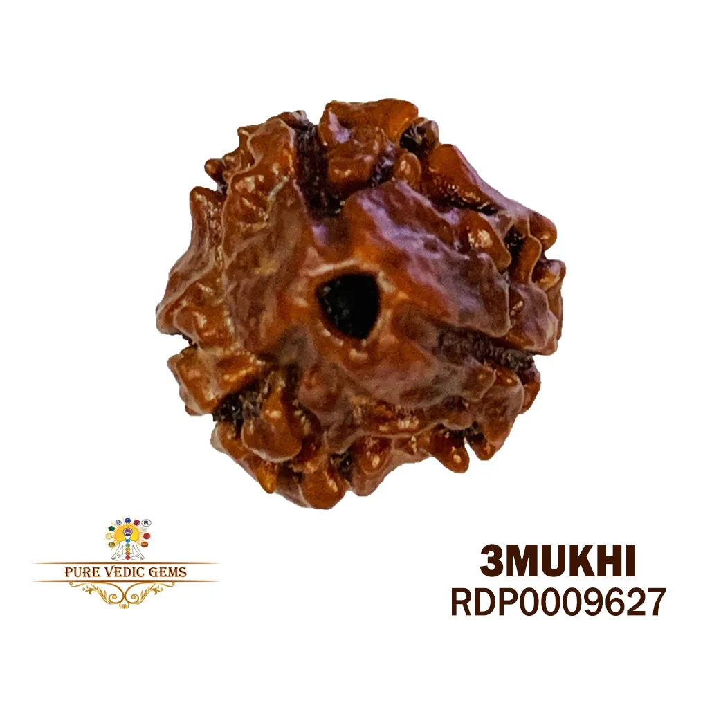 3 MUKHI Rudraksha (1.312g)