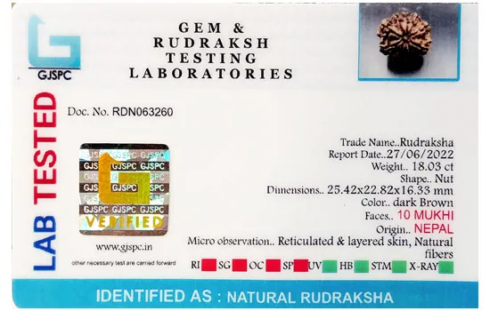 10 Mukhi Rudraksha (3.606g) view 2