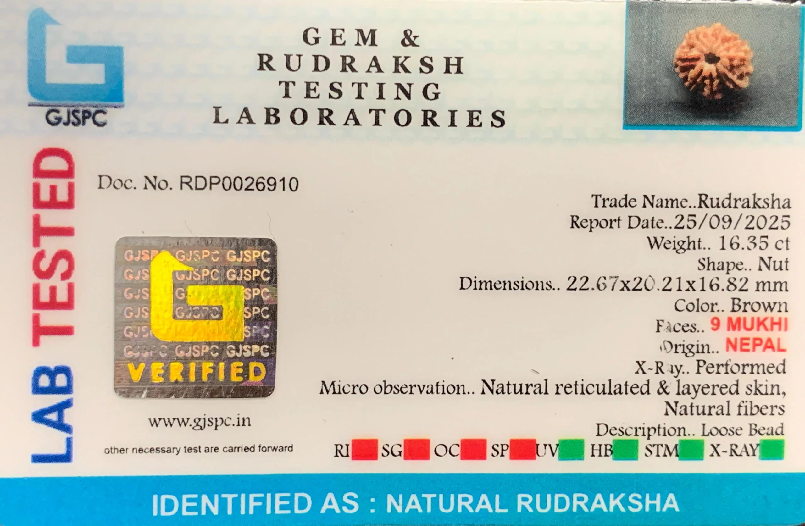 9 Mukhi Rudraksha (3.270g) view 2