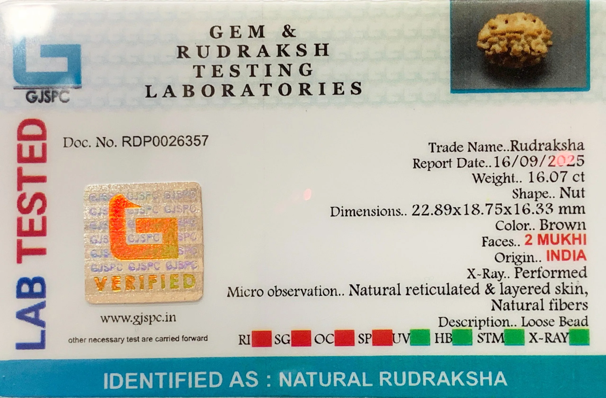 2 Mukhi Rudraksha (3.214g) view 2