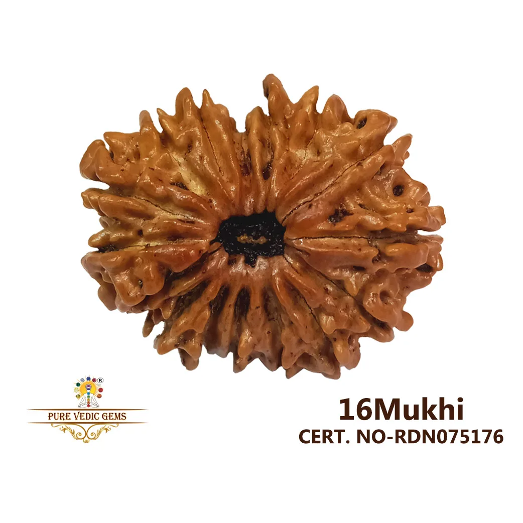16 Mukhi Rudraksha (3.858g)