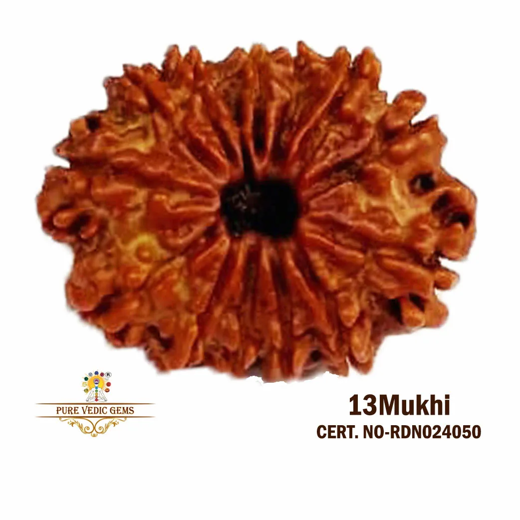 13 Mukhi Rudraksha (2.802g)