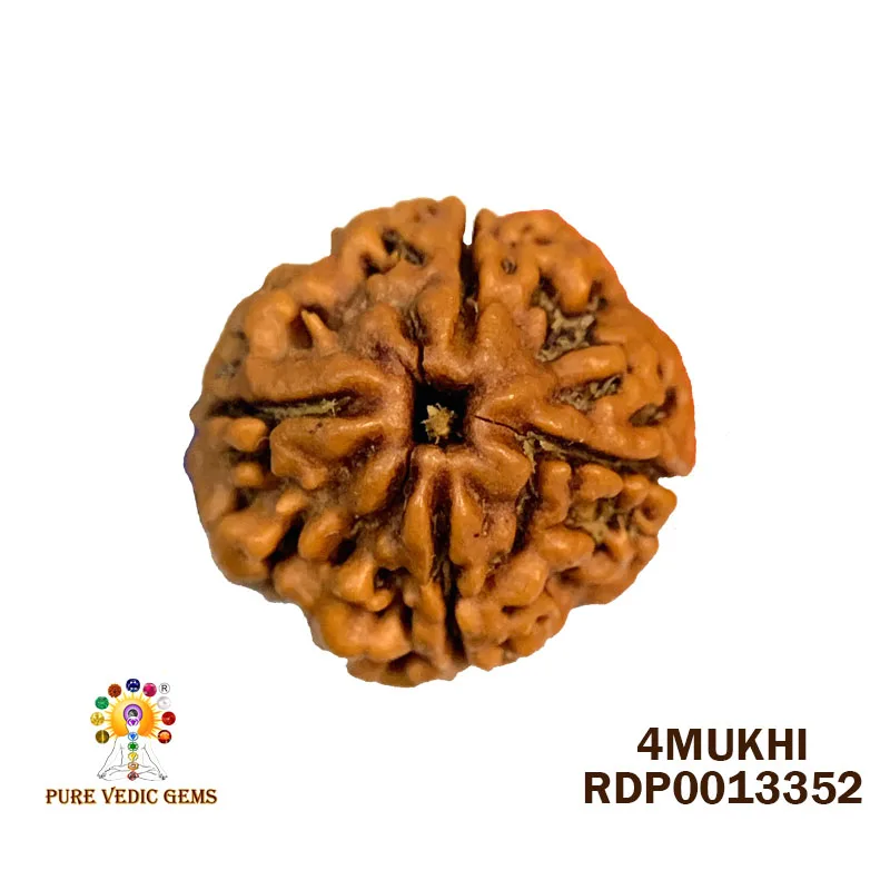 4 Mukhi Rudraksha (2.742g)