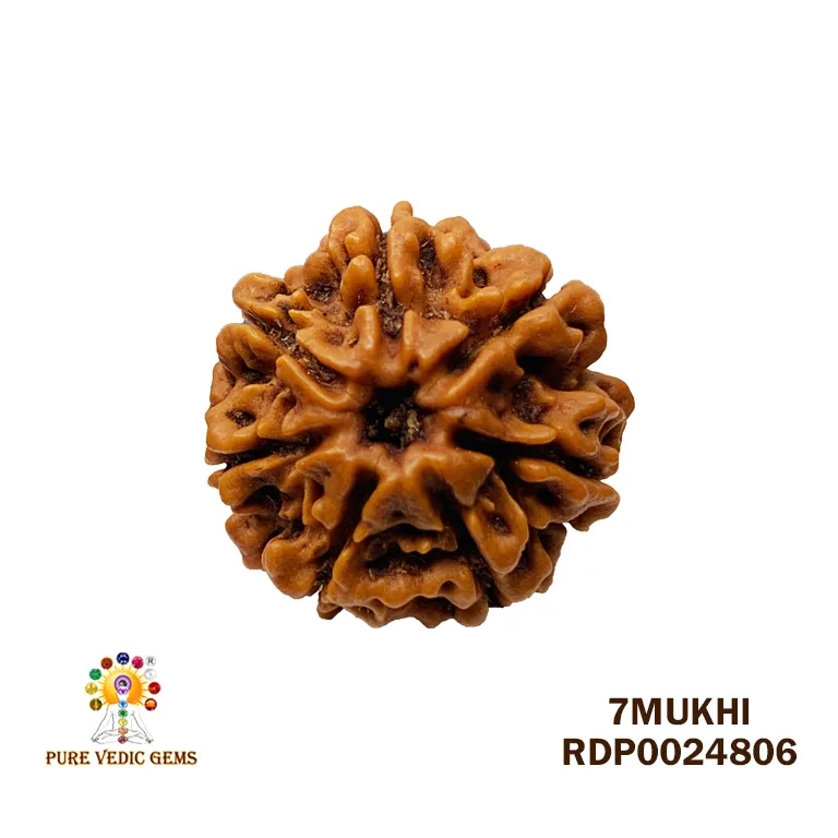 7 Mukhi Rudraksha (3.530g)