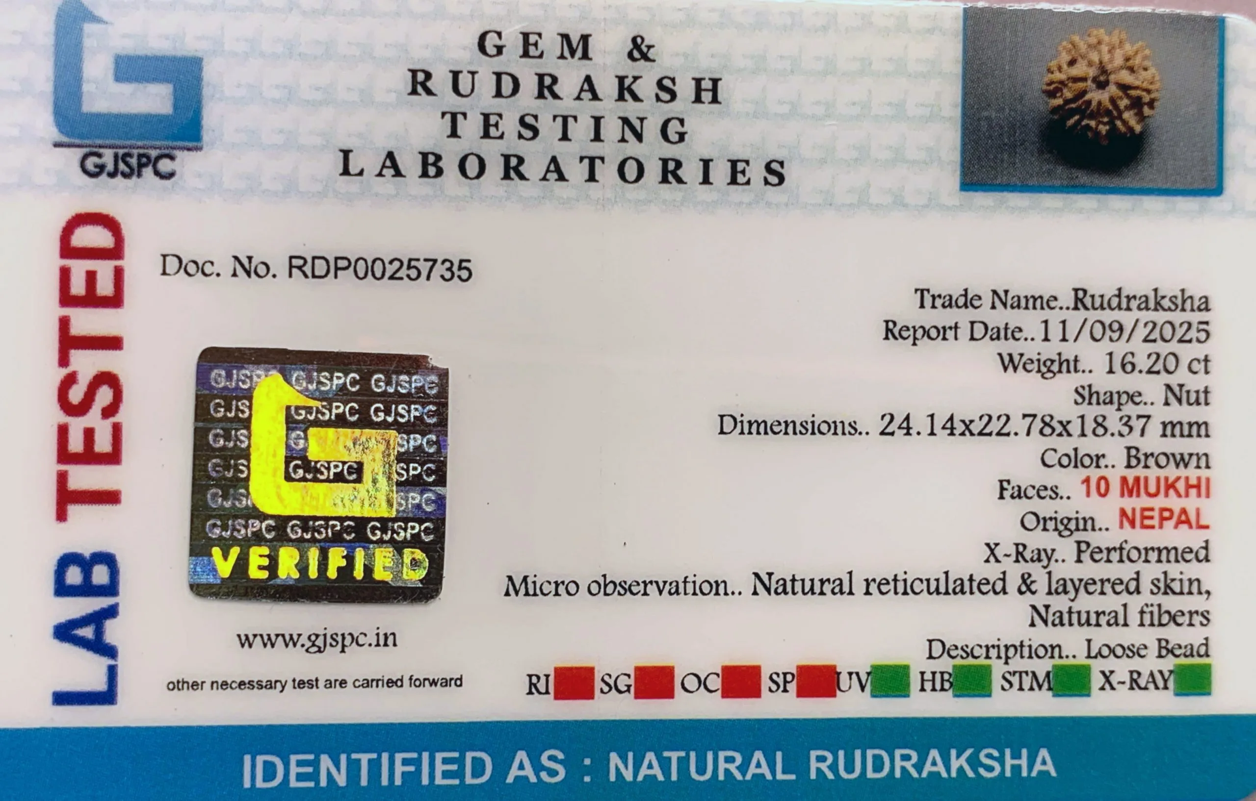 10 Mukhi Rudraksha (3.240g) view 2