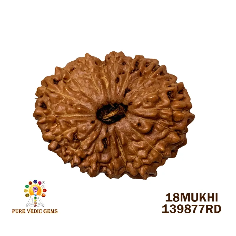 18 Mukhi Rudraksha (1.885mg) On Demand
