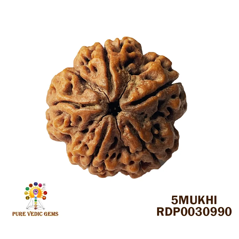 5 Mukhi Rudraksha (6.166g)