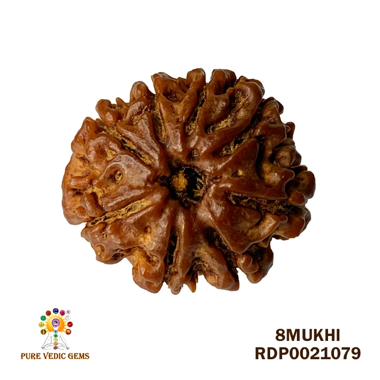 8 Mukhi Rudraksha (2.798mg) — image 1