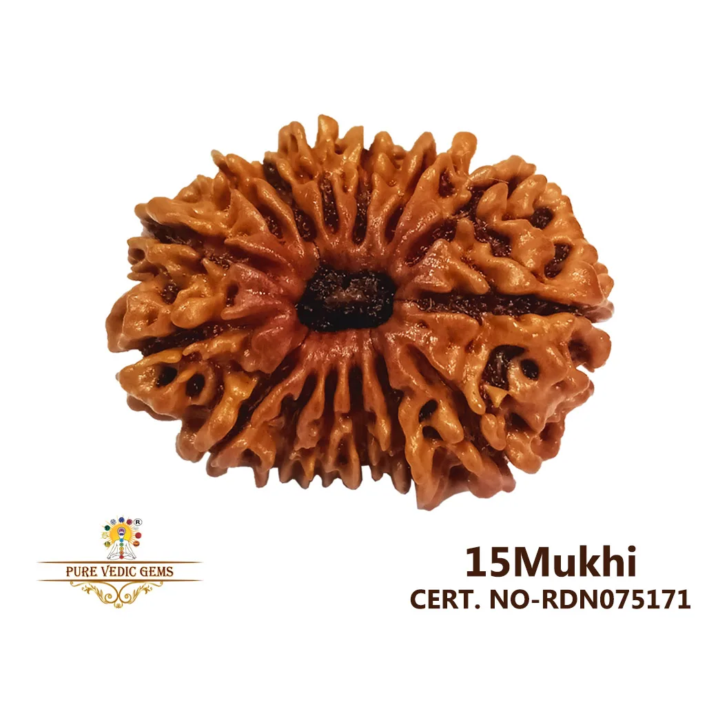 15 Mukhi Rudraksha (2.912g)
