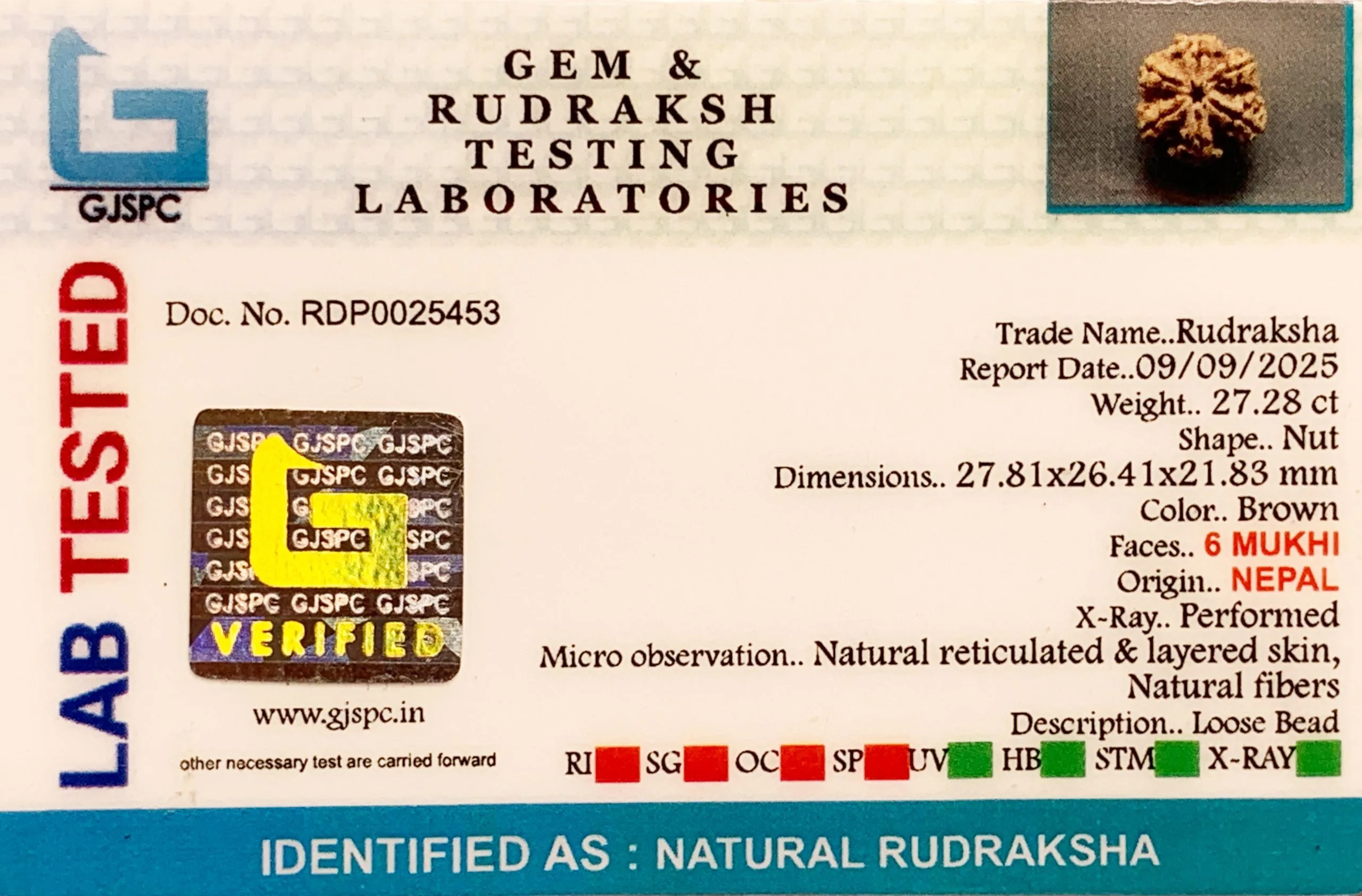 6 Mukhi Rudraksha (5.456g) view 2