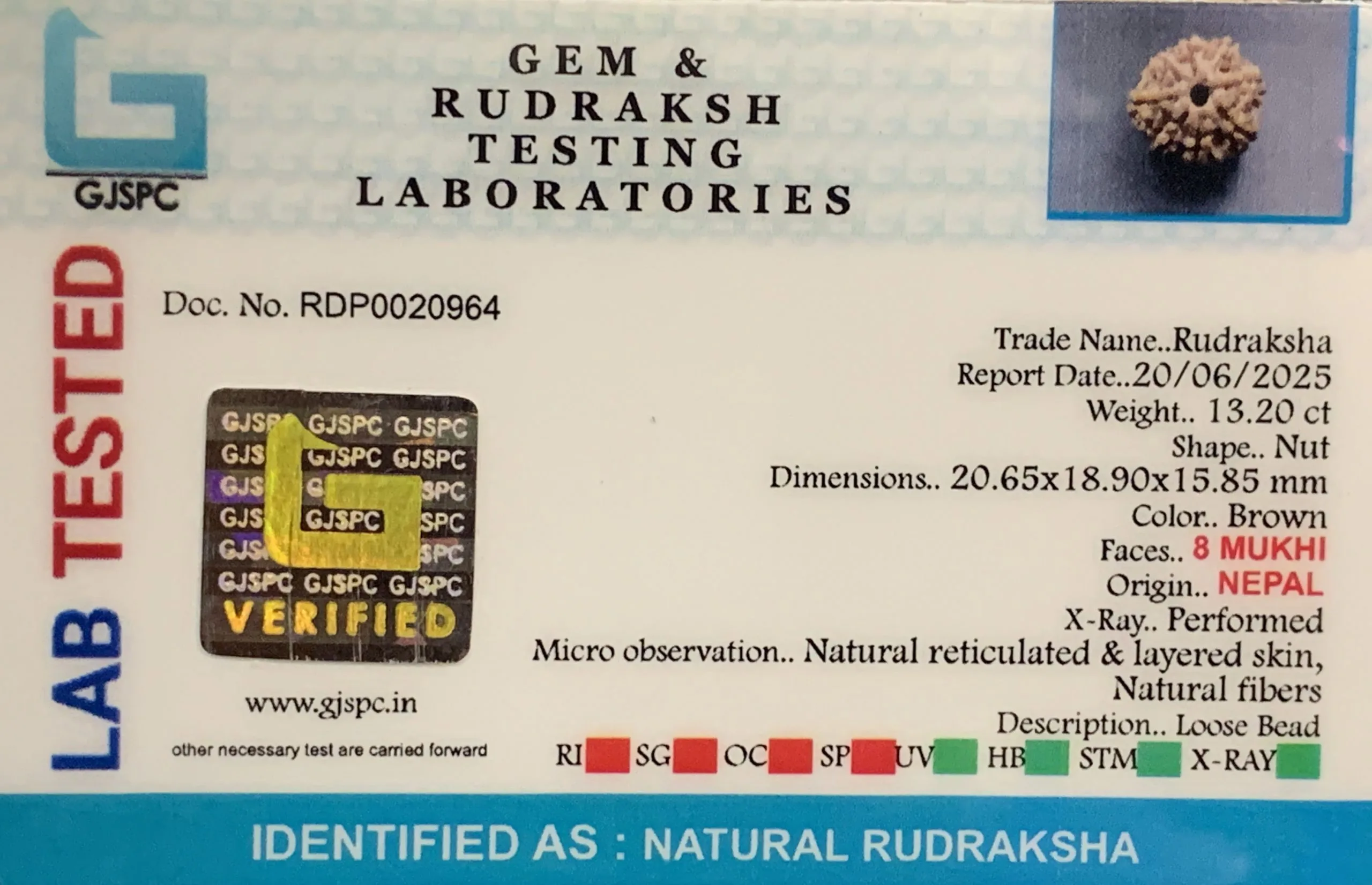 8 Mukhi Rudraksha (2.640mg) view 2