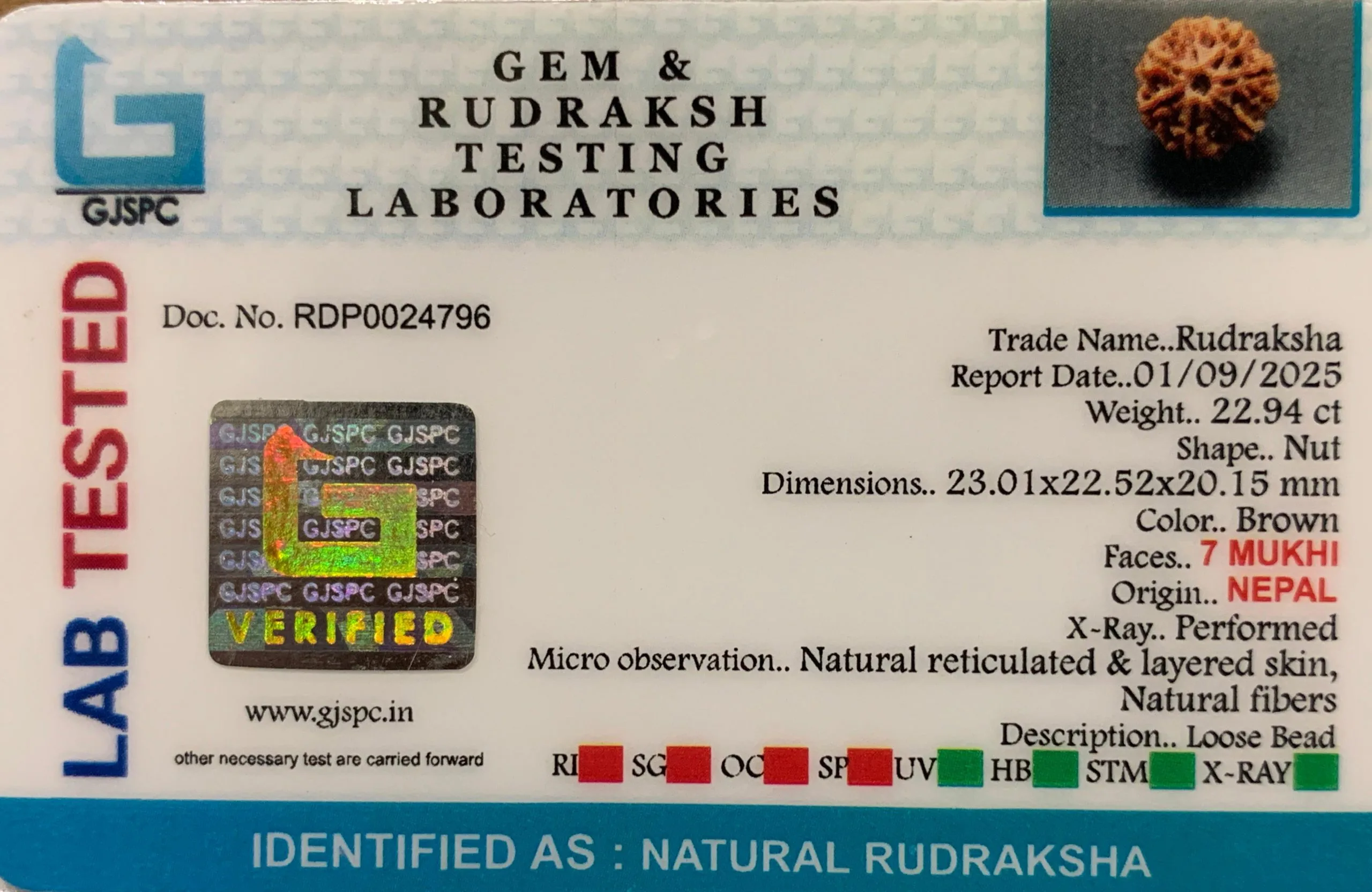 7 Mukhi Rudraksha (4.588g) view 2
