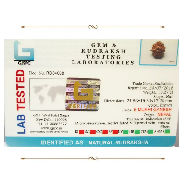 Ganesh Rudraksha (3054 mg) view 2