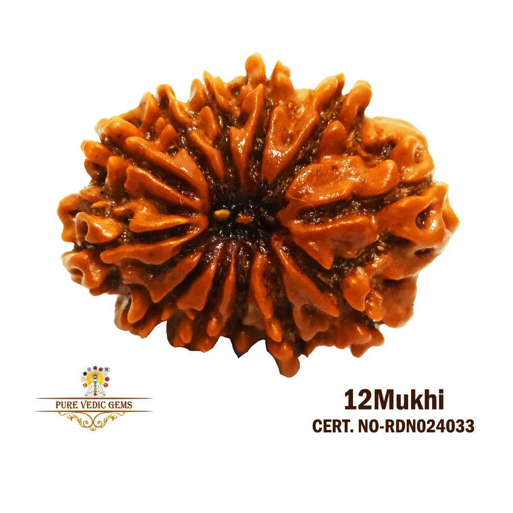 12 Mukhi Rudraksha (3.822 mg)