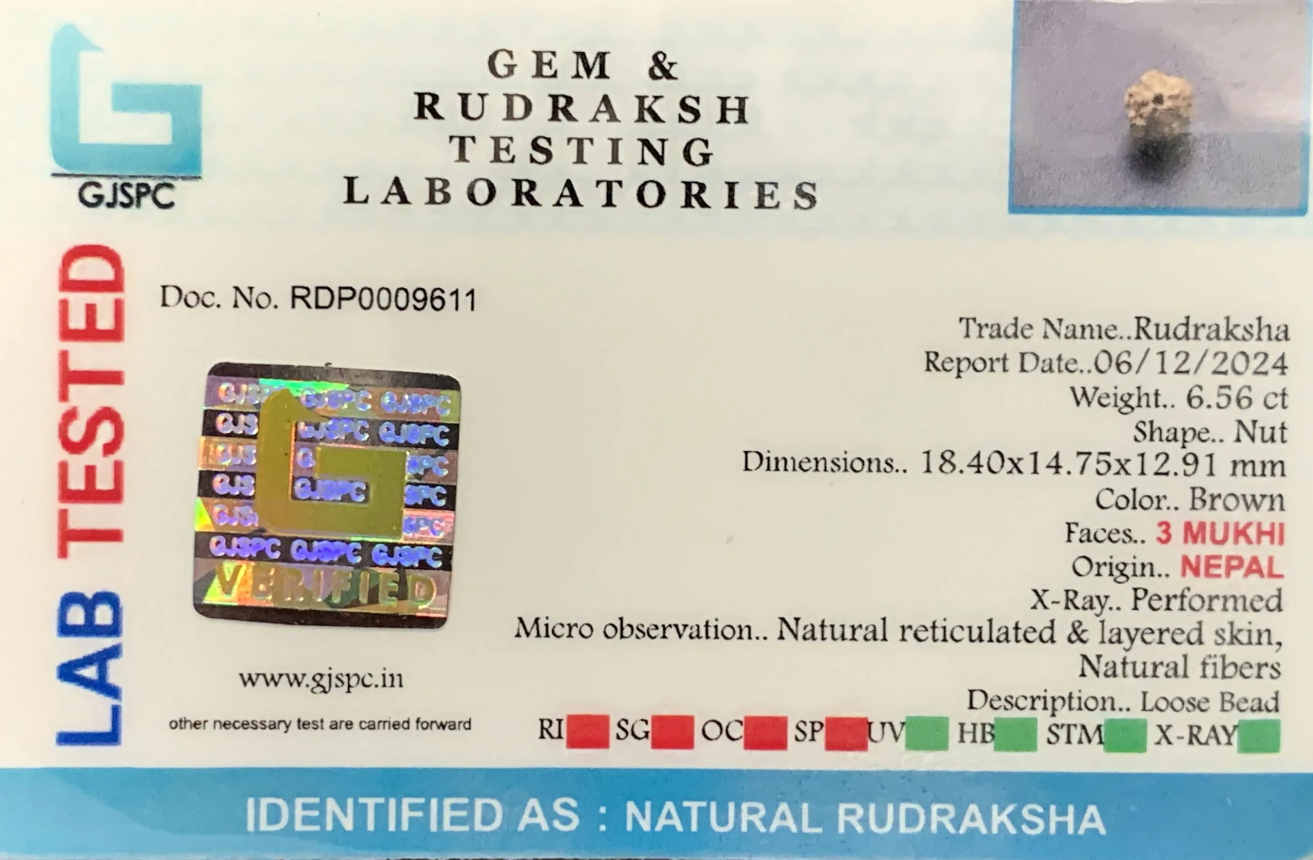 3 MUKHI Rudraksha (1.312g) view 2