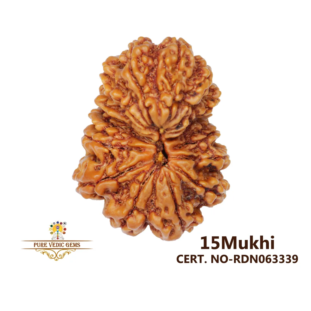 15 Mukhi Rudraksha (5.430g)