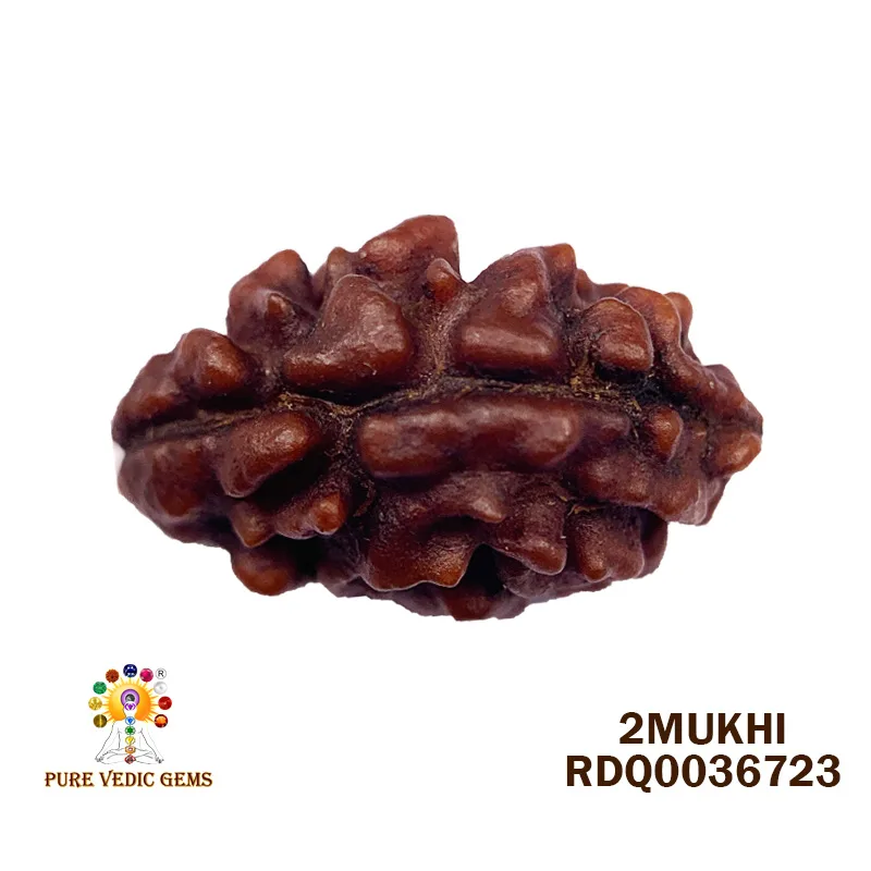 2 Mukhi Rudraksha (0.842g)