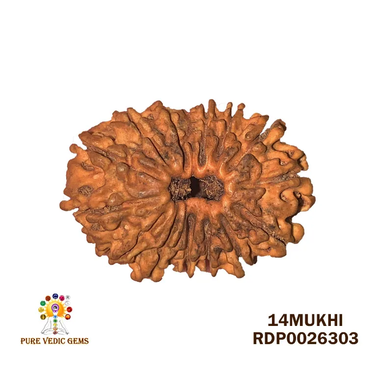 14 Mukhi Rudraksha (1.864g) On Demand