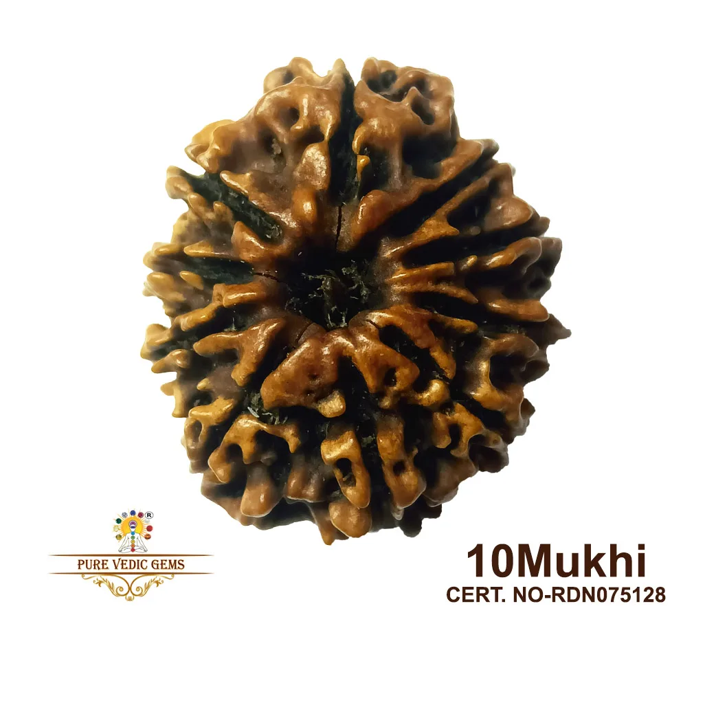 10 Mukhi Rudraksha (3.680g)