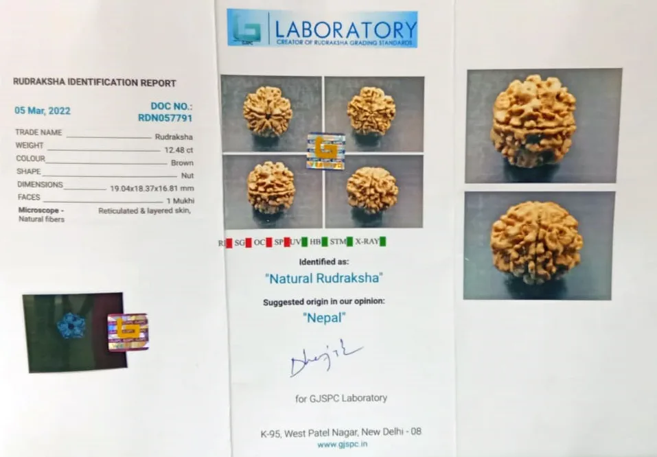 1 Mukhi Rudraksha (2.496g) view 2