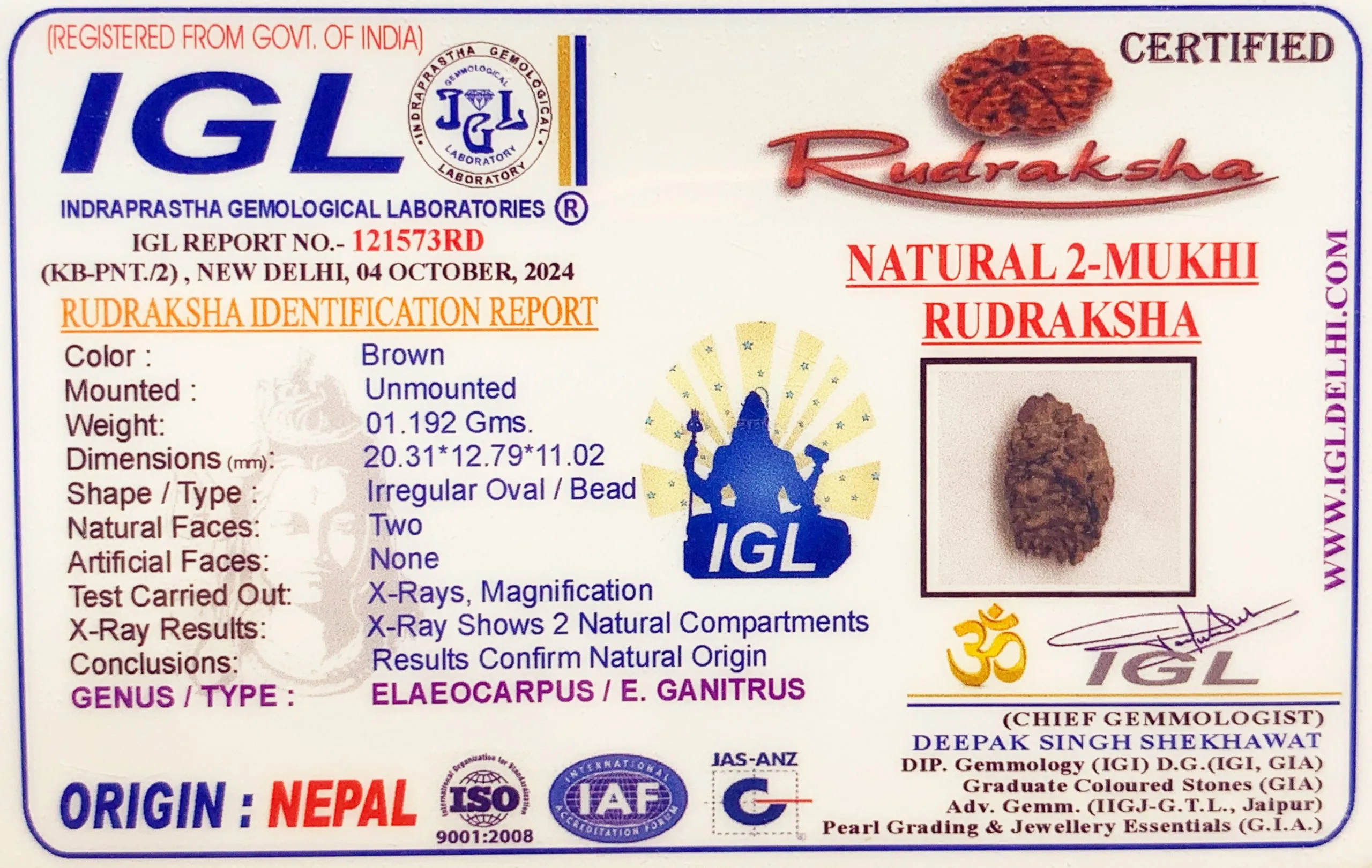 2 Mukhi Rudraksha (1.192g) view 2