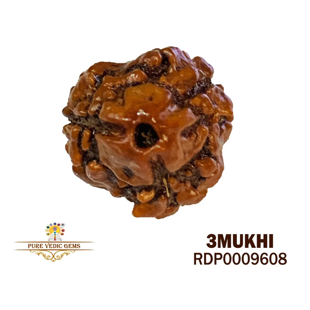 3 MUKHI Rudraksha (1.432g)