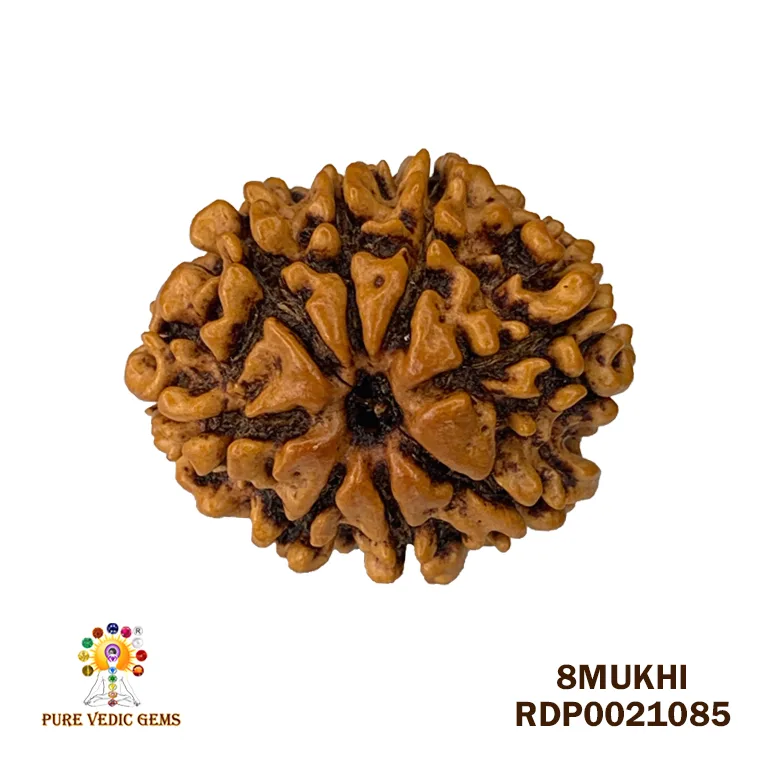 8 Mukhi Rudraksha (2.768mg) — image 1