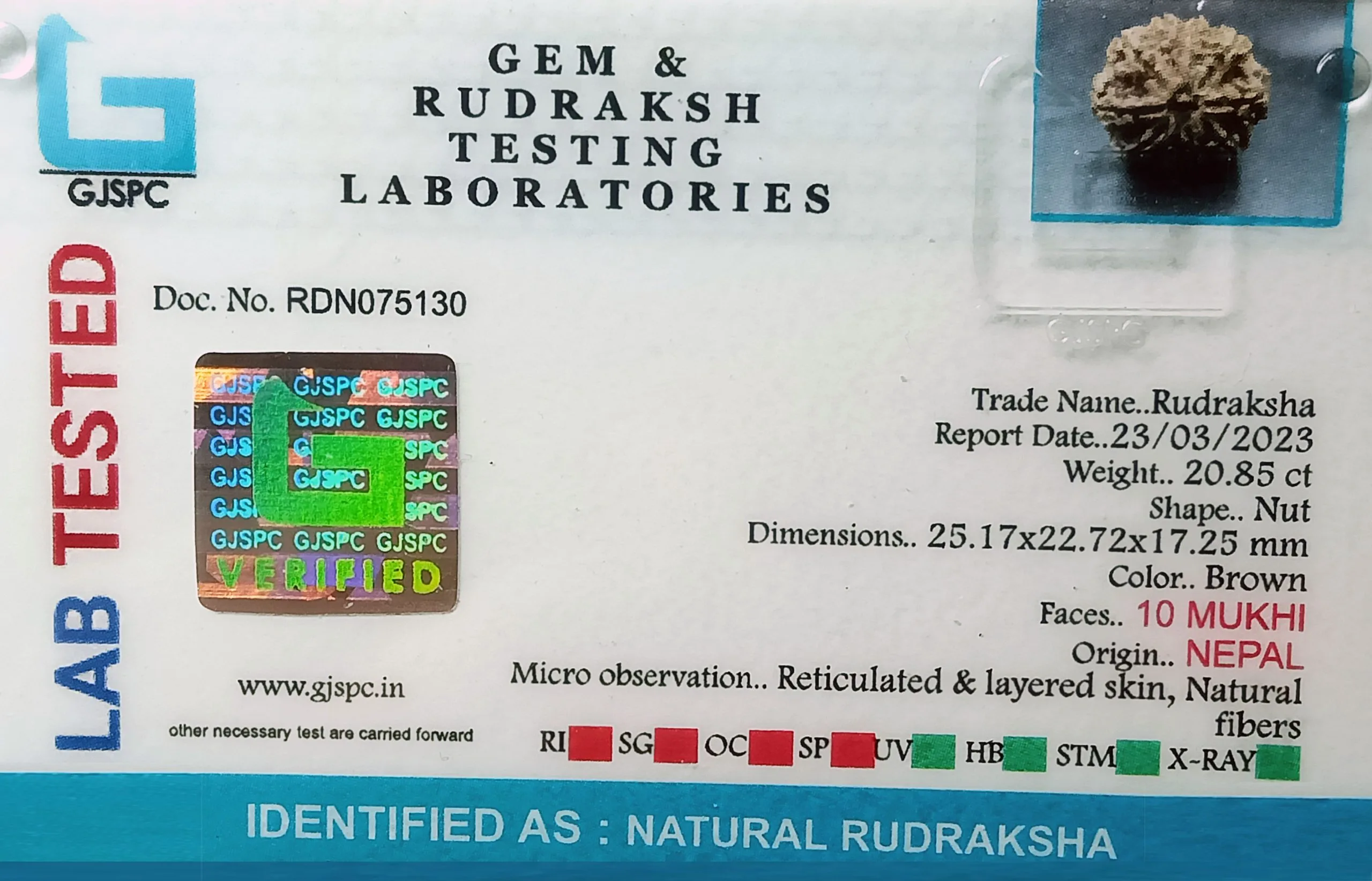10 Mukhi Rudraksha (4.116g) view 2