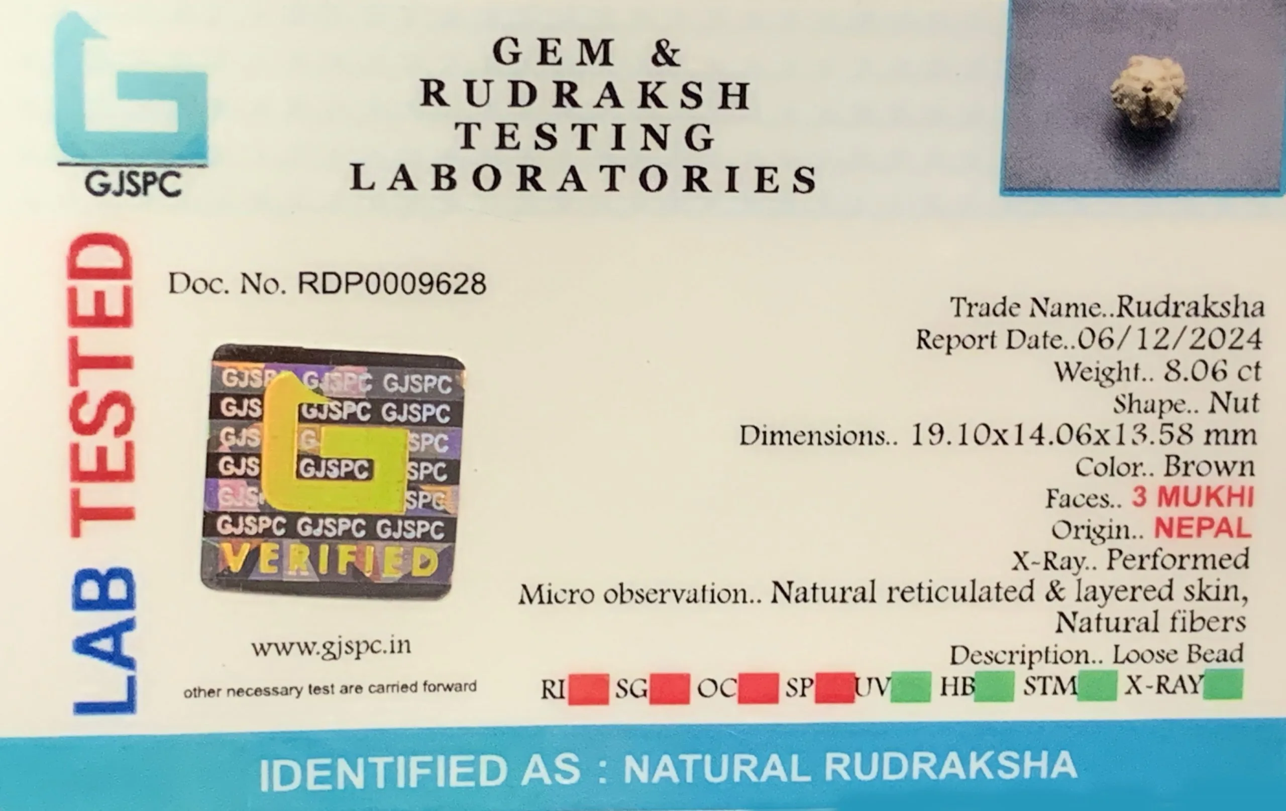 3 MUKHI Rudraksha (1.612g) view 2
