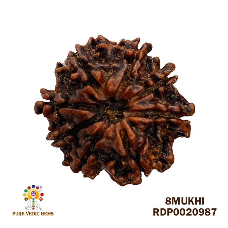 8 Mukhi Rudraksha (3.538mg)