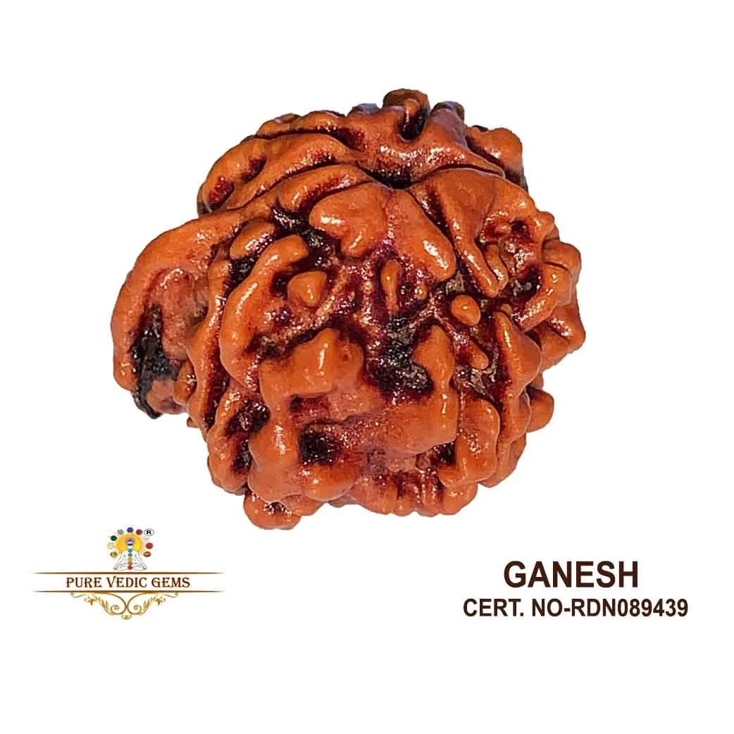 Ganesh Rudraksha (2.512g)