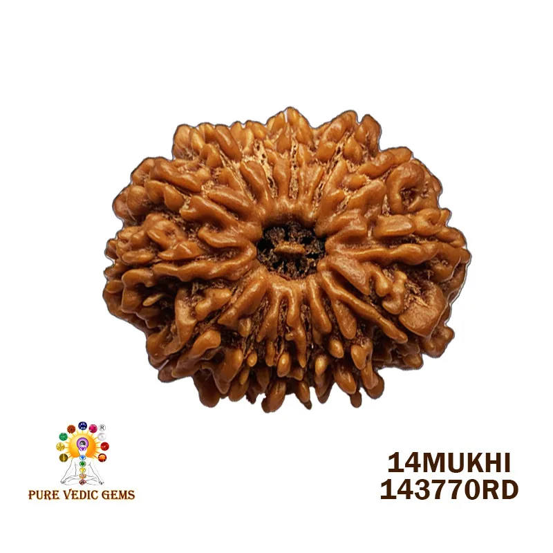 14Mukhi Rudraksha (5.220mg) On Demand