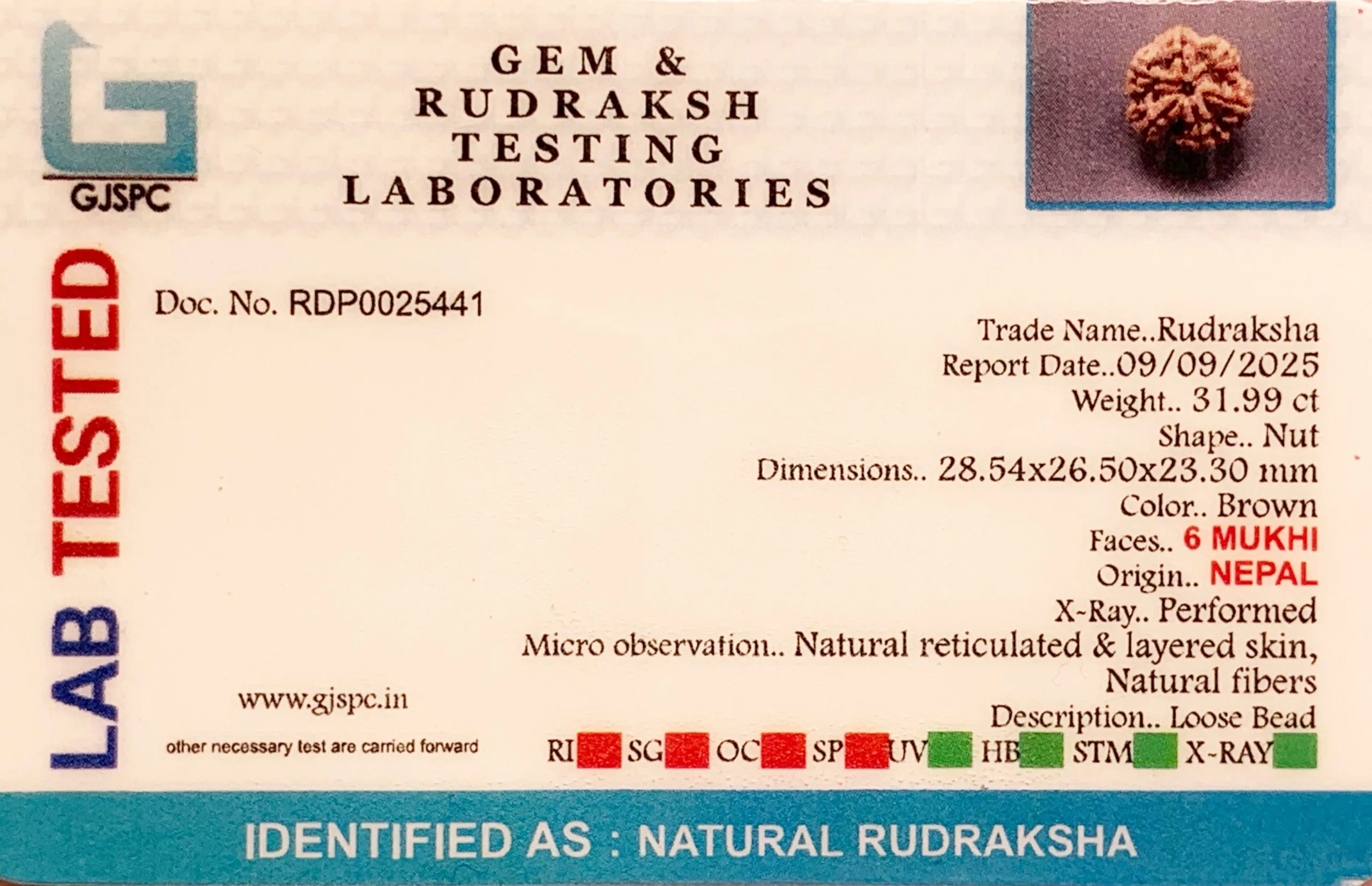 6 Mukhi Rudraksha (6.398g) view 2