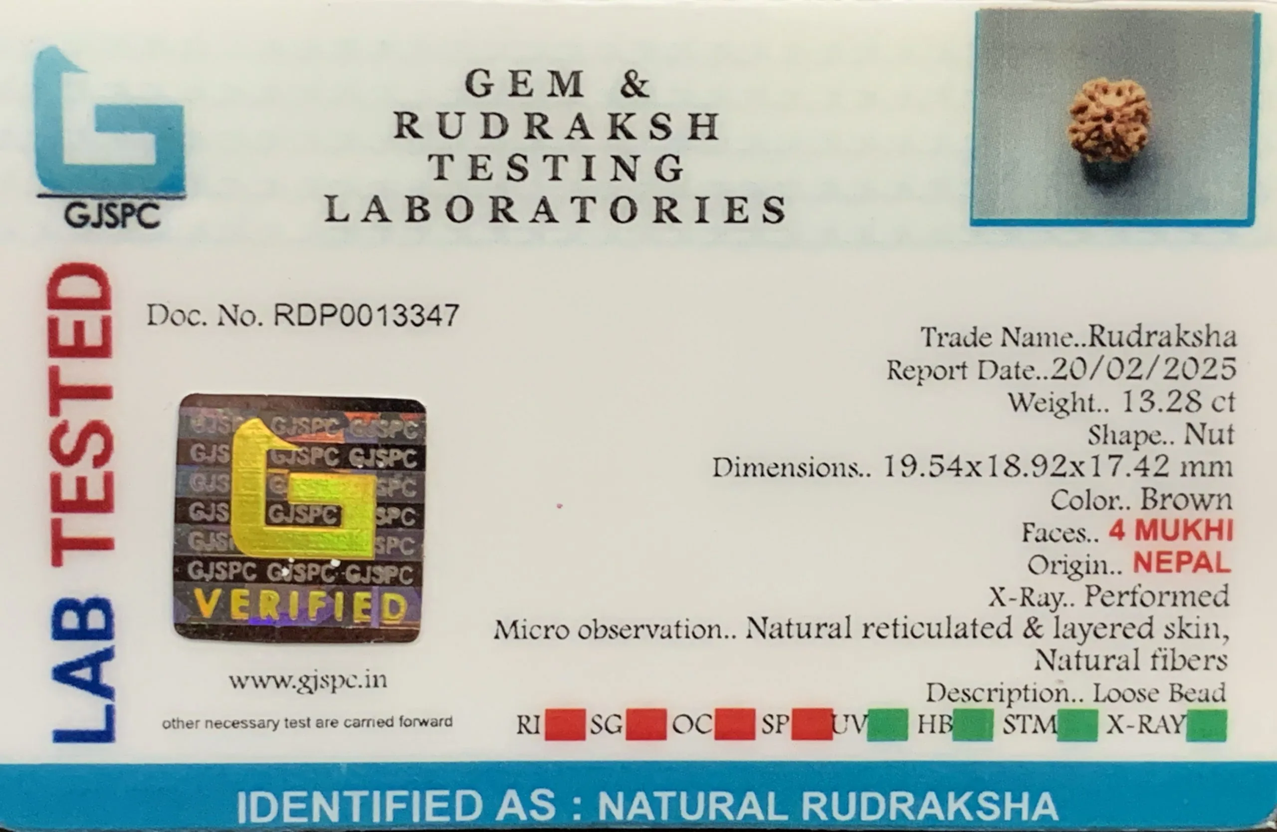 4 Mukhi Rudraksha (2.656g) view 2