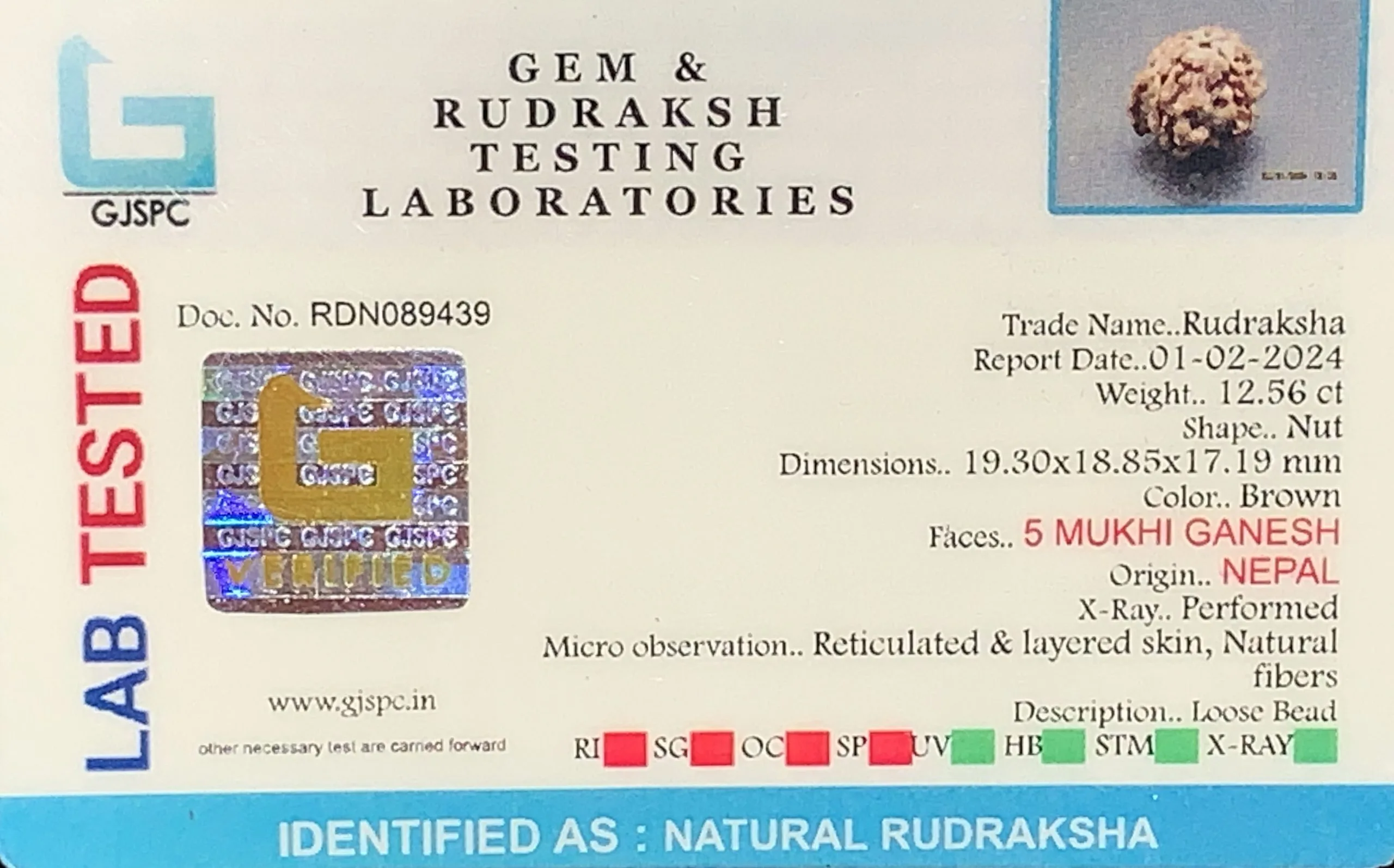 Ganesh Rudraksha (2.512g) view 2