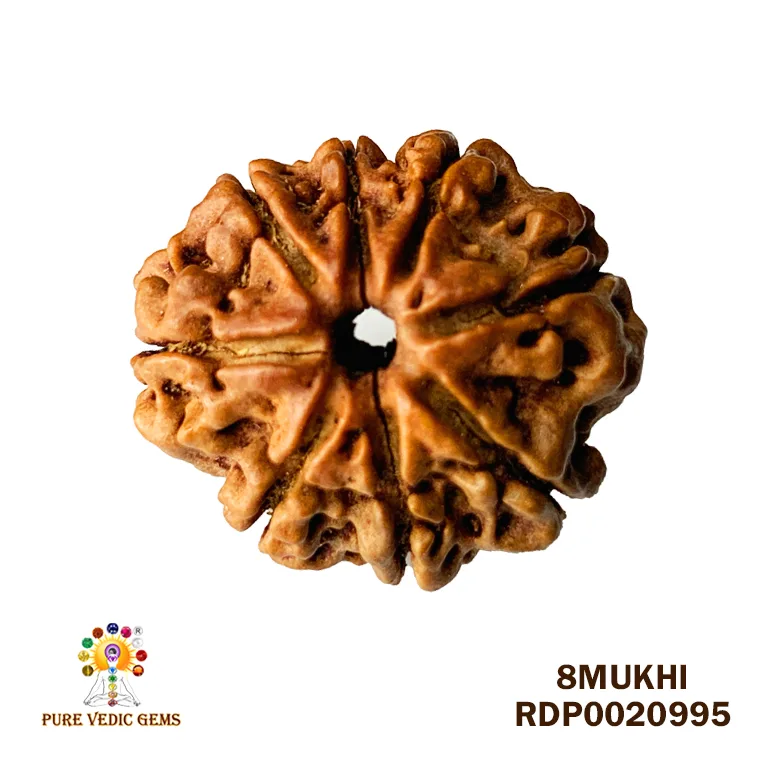 8 Mukhi Rudraksha (1.640mg)