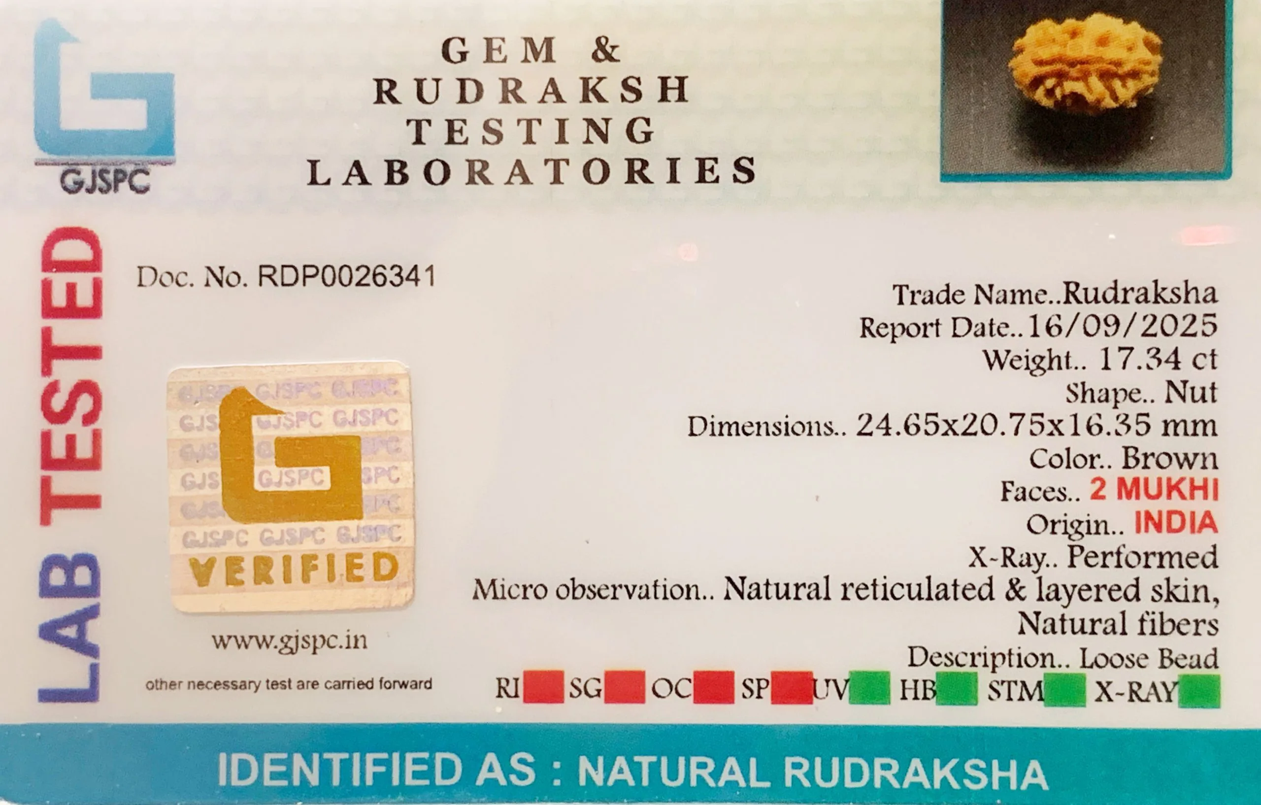 2 Mukhi Rudraksha (3.468g) view 2