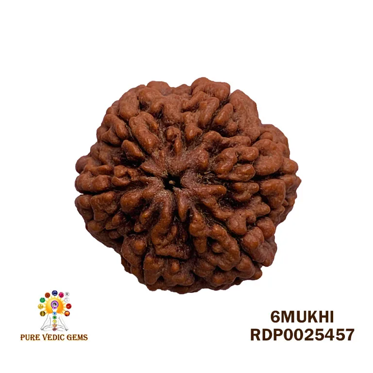 6 Mukhi Rudraksha (6.354g)